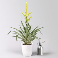Tillandsie oerstediana, gelb, im Übertopf Dallas weiß, Topf-Ø 12 cm