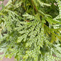 Thujopsis im Handbund, 3 Bund Thujopsis im Handbund, 3 Bund