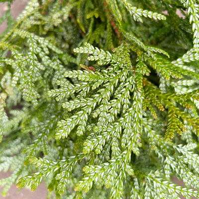 Thujopsis im Handbund, 3 Bund Thujopsis im Handbund, 3 Bund