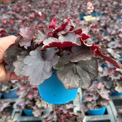 Bio Purpurglöckchen 'Starry Night', dunkel purpurn, Topf-Ø 12 cm, 3 Pflanzen