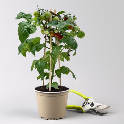 Kölle Naschgemüse Tomaten Mix 'Pick-&-Joy®, Topf-Ø 14 cm, 4 Pflanzen