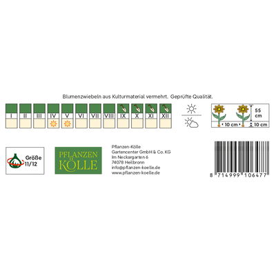 Kölles Beste Tulpe 'Spring Surprise®', rotweiß, 7 Blumenzwiebeln