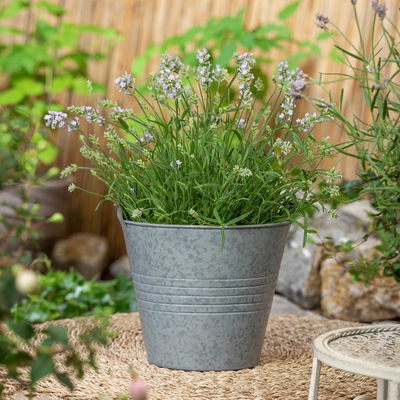 Lavendel, lilablau Topf-Ø 19 cm, 2er-Set Lavendel, lilablau Topf-Ø 19 cm, 2er-Set