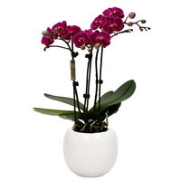 Phalaenopsis, Lilatöne, 3 Rispen, Topf-Ø 9cm, mit Keramikübertopf, Höhe ca. 30cm