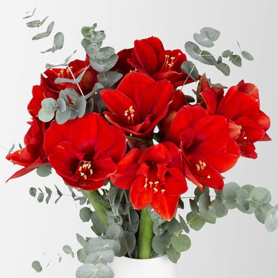 Schnittblumen-Mix aus 5 roten Amaryllis & 5 Eukalyptus Schnittblumen-Mix aus 5 roten Amaryllis & 5 Eukalyptus