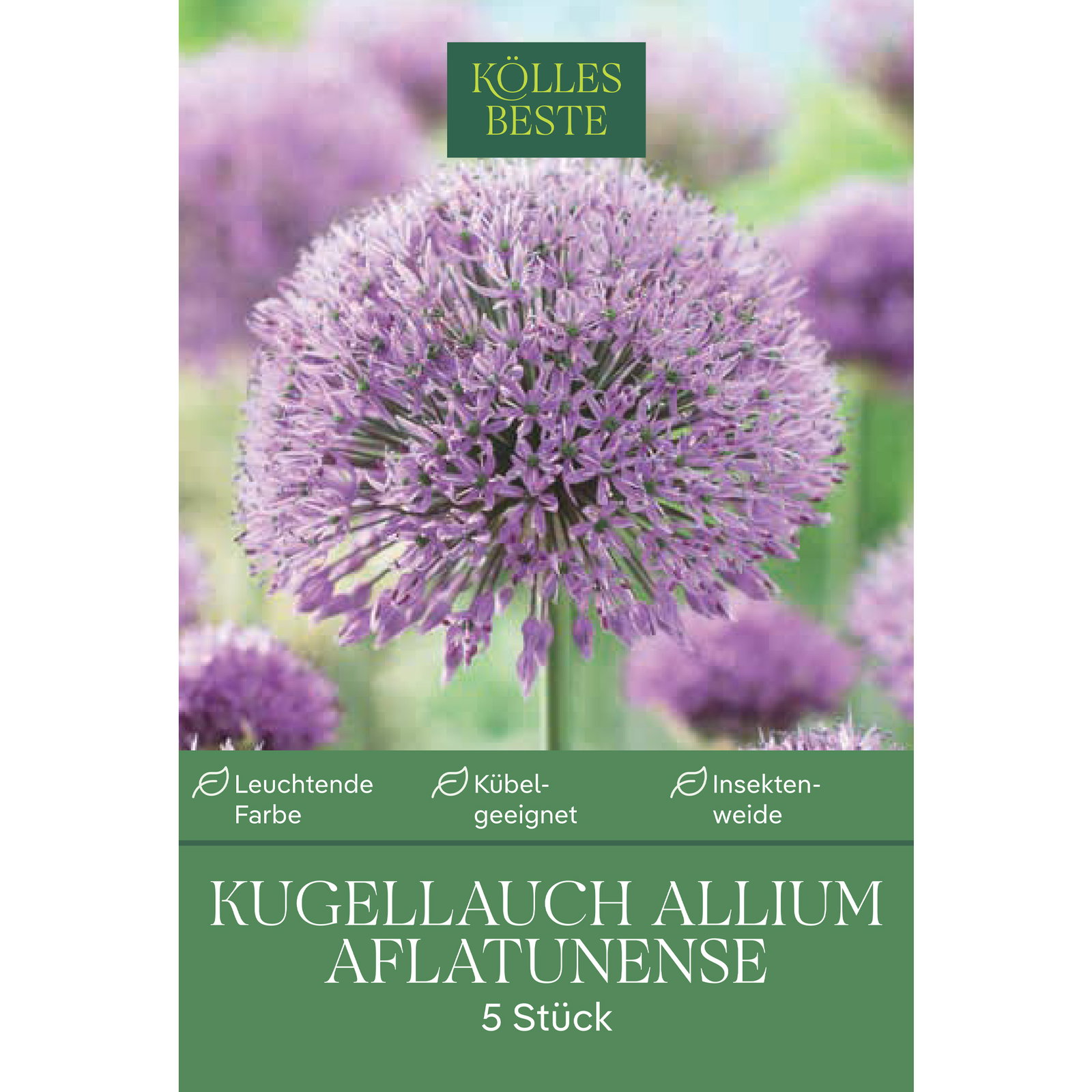 Allium Aflatunense (Iranlauch) purpur, 5 Blumenzwiebeln