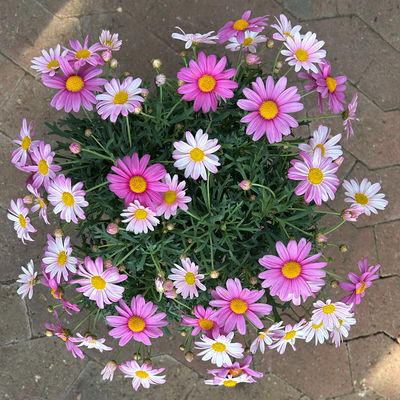 Margerite, Farbe zufällig, Stamm, Topf-Ø 15 cm, 2 Pflanzen