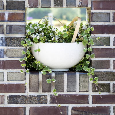 Weißbunter Gundermann 'Variegata' grün-weiß, Topf-Ø 12 cm, 6er-Set