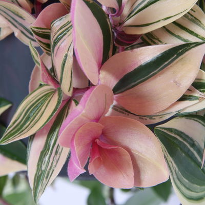 Grünpflanzen-Set Ampel-WG, Hängeampel-Ø 18 cm, 2 Pflanzen