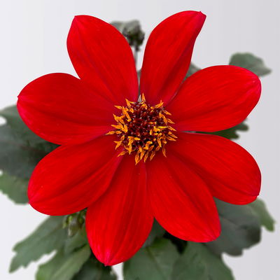 Dahlie bienenfreundlich, Farbe zufällig, Topf-Ø 14 cm, 4 Pflanzen