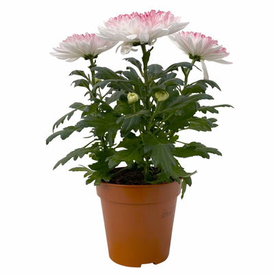 Chrysantheme 'Zembla Make-Upz® Heart Mix, Farben zufällig, Topf-Ø 13 cm, 3er-Set Chrysantheme 'Zembla Make-Upz® Heart Mix, Farben zufällig, Topf-Ø 13 cm, 3er-Set