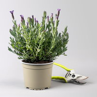 Schopflavendel 'Anouk' in Zinkübertopf, 2 Pflanzen