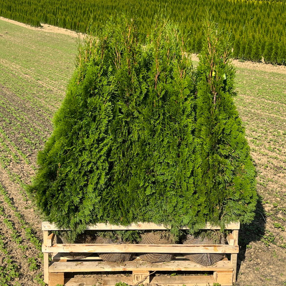 Thuja occidentalis 'Smaragd', Höhe 125 - 150 cm, mit Ballen, 10 Stück