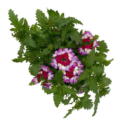 Eisenkraut zweifarbig, Topf-Ø 12 cm, 6 Stück