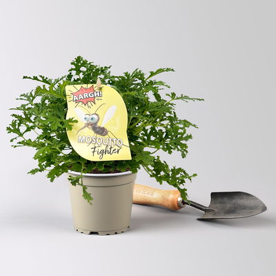 Duftgeranie 'Freshfruity® Mosquito Fighter', Topf-Ø 12 cm, 6 Pflanzen