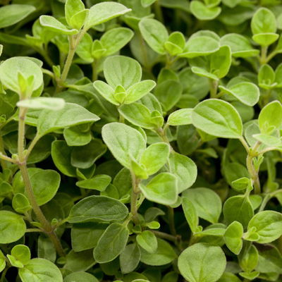 Bio Oregano 'Compactum', Topf-Ø 12 cm