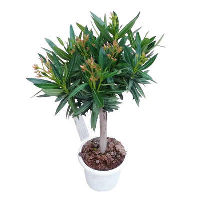 Oleander weiß, Stamm, Topf-Ø 18 cm, Höhe ca. 50