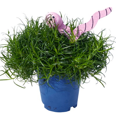 Sternmoos mit Wurmstecker, Topf-Ø 6 cm, 12er-Set Sternmoos mit Wurmstecker, Topf-Ø 6 cm, 12er-Set