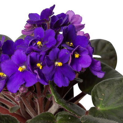 Usambaraveilchen in Keramiktopf Dallas weiß, dunkelblau, Topf-Ø 12 cm, 3er-Set Usambaraveilchen in Keramiktopf Dallas weiß, dunkelblau, Topf-Ø 12 cm, 3er-Set