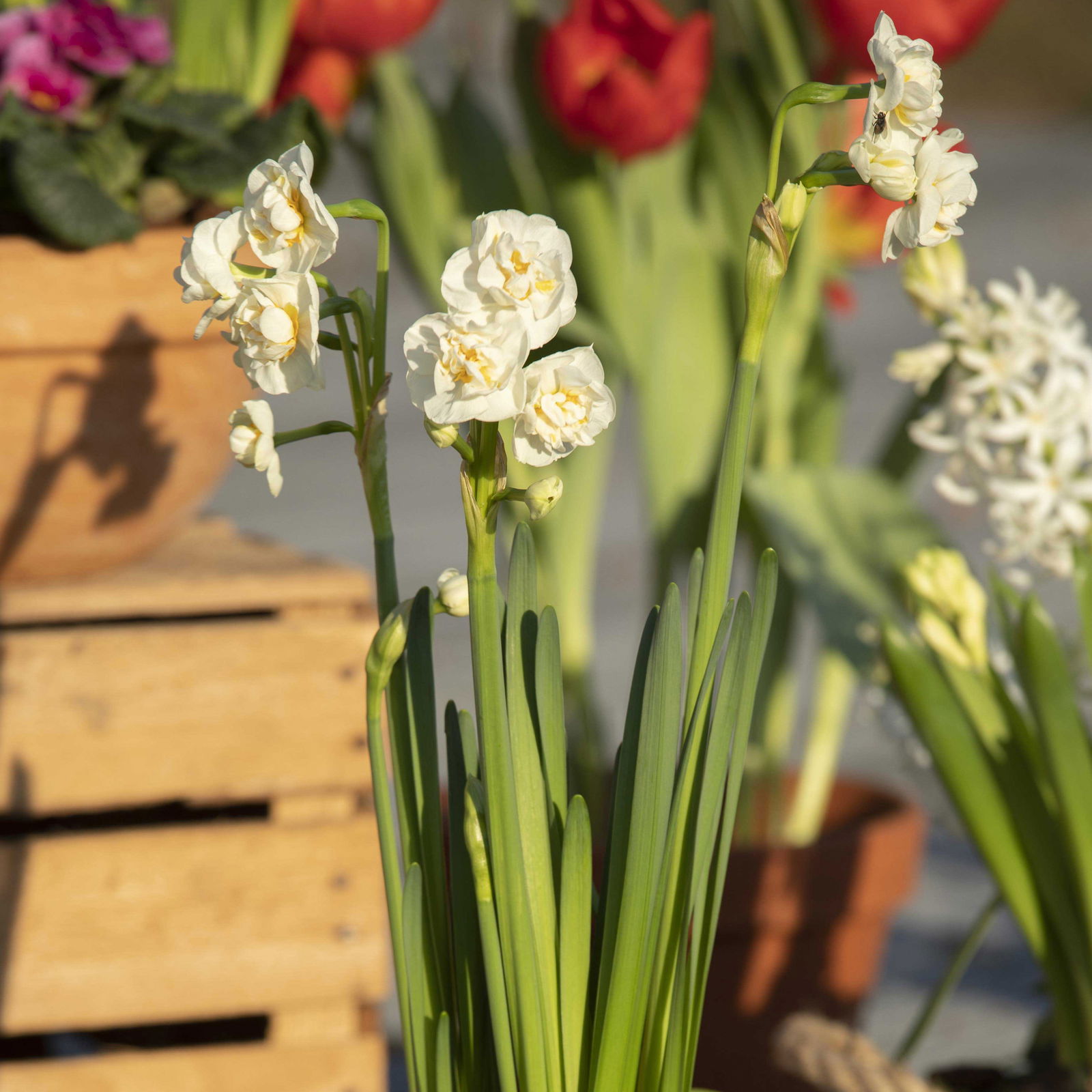 Narzisse 'Bridal Crown' creme, gefüllt, vorgetrieben, Topf-Ø 10 cm, 6 Pflanzen