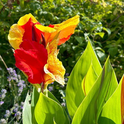 Canna 'Cleopatra', gelb-rot, Topf-Ø 17 cm, 2 Pflanzen Canna 'Cleopatra', gelb-rot, Topf-Ø 17 cm, 2 Pflanzen