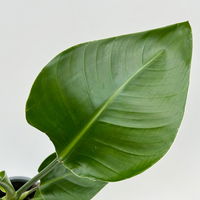 Bio Strelitzia nicolai, Topf-Ø 12 cm, 2 Pflanzen