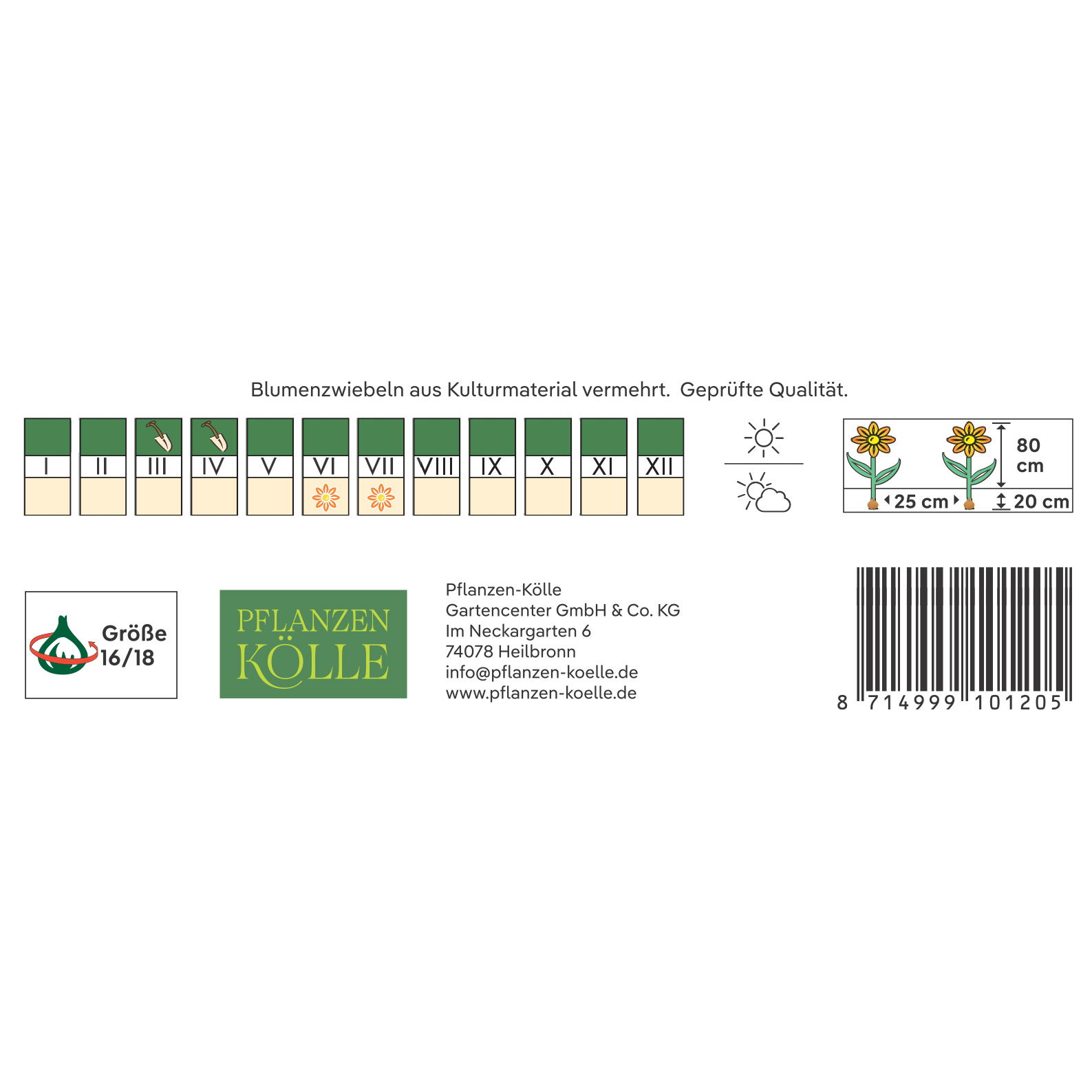 Kölles Beste Blumenknollen, Asiatische Lilie 'Blacklist'