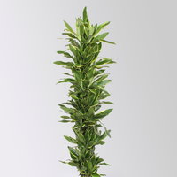 Drachenbaum 'Golden Coast', Topf-Ø 34 cm, Höhe ca. 180 cm