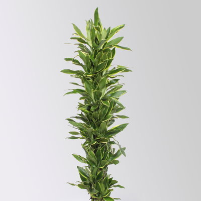 Drachenbaum 'Golden Coast', Topf-Ø 34 cm, Höhe ca. 180 cm