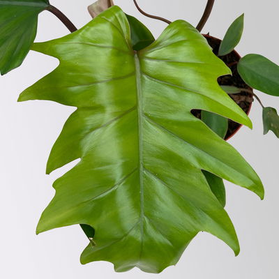 Philodendron mayoi, Topf-Ø 15 cm, Höhe ca. 35 cm Philodendron mayoi, Topf-Ø 15 cm, Höhe ca. 35 cm