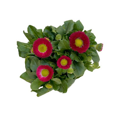 Tausendschön Farbe zufällig, Topf-Ø 12 cm, 6er-Set