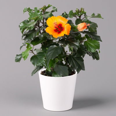 Hibiskus, Graff® 'Petit Orange', mit Keramiktopf weiß, Topf-Ø 13 cm, 2 Pflanzen