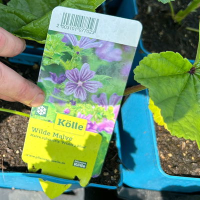 Malve 'Primley Blue' blauviolett, Topf 11x11 cm, 3 Pflanzen Malve 'Primley Blue' blauviolett, Topf 11x11 cm, 3 Pflanzen