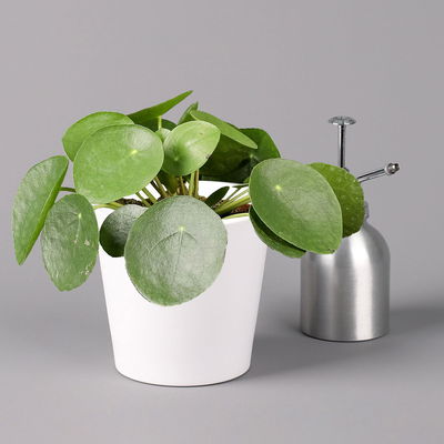 Pilea peperomioides in Topf Dallas weiß, Topf-Ø 12 cm, Höhe ca. 20 cm, 3er-Set
