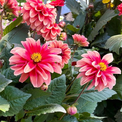 Dahlie 'Revelation Salmon Bicolor' apricot, Topf- Ø 21 cm Dahlie 'Revelation Salmon Bicolor' apricot, Topf- Ø 21 cm