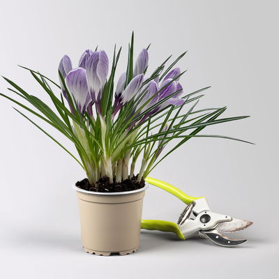 Krokus, blau-weiß gestreift, vorgetrieben, Topf-Ø 10,5 cm, 6 Pflanzen