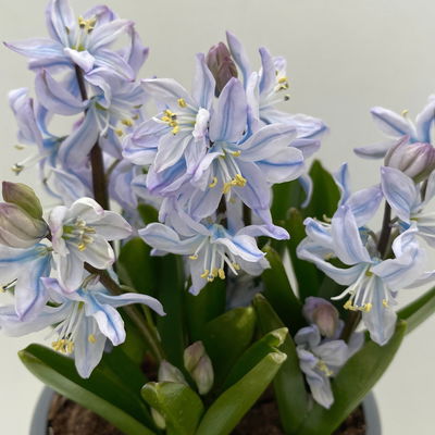 Kaukasischer Blaustern hellblau, vorgetrieben, Topf-Ø 10 cm, 6 Pflanzen