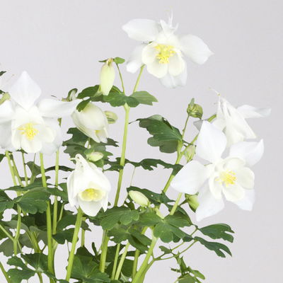 Langspornige Akelei 'Spring Magic®', Farbe zufällig, Topf-Ø 13 cm, 6er-Set Langspornige Akelei 'Spring Magic®', Farbe zufällig, Topf-Ø 13 cm, 6er-Set