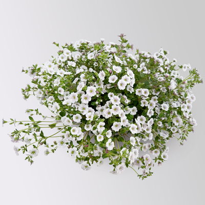 Himalaya-Schleierkraut, weiß, Topf-Ø 13 cm, 3 Pflanzen