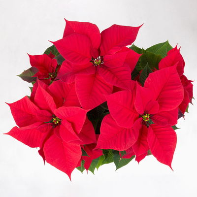 Bio Weihnachtsstern, rot, Topf-Ø 12 cm, 3 Pflanzen