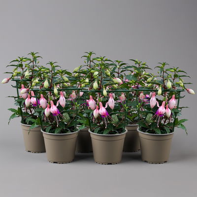 Fuchsien stehend, rosa/rot-lila, Topf-Ø 12 cm, 6er-Set Fuchsien stehend, rosa/rot-lila, Topf-Ø 12 cm, 6er-Set