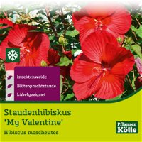Staudenhibiskus 'My Valentine' rot, Topf 5 Liter