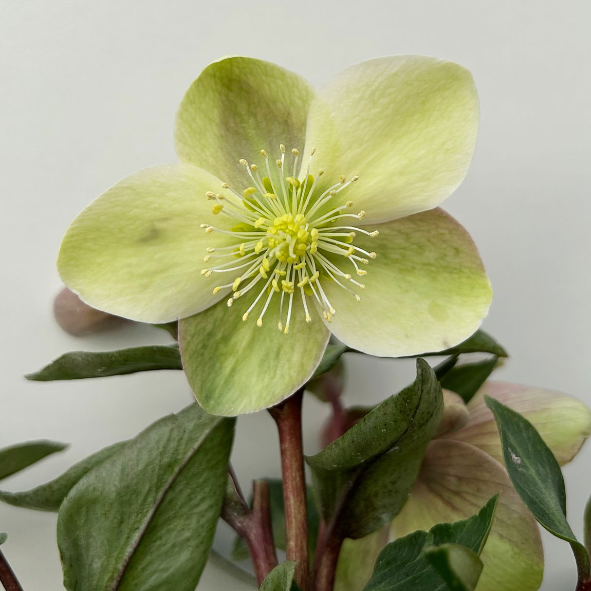 Lenzrose 'ViV® Valeria', cremeweiß, Topf-Ø 15 cm, 2 Pflanzen Lenzrose 'ViV® Valeria', cremeweiß, Topf-Ø 15 cm, 2 Pflanzen