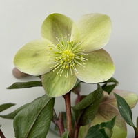 Lenzrose 'ViV® Valeria', cremeweiß, Topf-Ø 15 cm, 2 Pflanzen Lenzrose 'ViV® Valeria', cremeweiß, Topf-Ø 15 cm, 2 Pflanzen