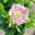 Lenzrose 'ViV® Catharina', rosa gesprenkelt, Topf-Ø 19 cm