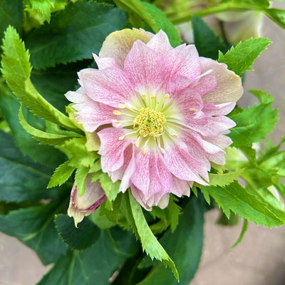 Lenzrose 'ViV® Catharina', rosa gesprenkelt, Topf-Ø 19 cm Lenzrose 'ViV® Catharina', rosa gesprenkelt, Topf-Ø 19 cm