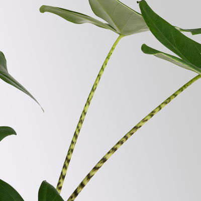 Alocasia 'Zebrina', in Keramiktopf Dallas, Topf-Ø 17 cm, Höhe ca. 60 cm Alocasia 'Zebrina', in Keramiktopf Dallas, Topf-Ø 17 cm, Höhe ca. 60 cm