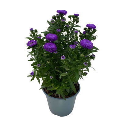 Aster novi-belgii, blau gefüllt, Topf-Ø 12 cm, 6 Pflanzen Aster novi-belgii, blau gefüllt, Topf-Ø 12 cm, 6 Pflanzen