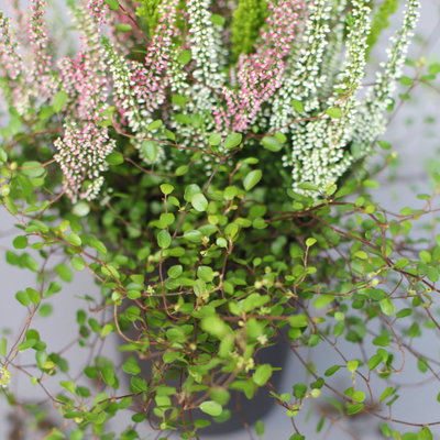 Heidepflanzen Mix, Topf-Ø 10,5 cm, 6 Pflanzen