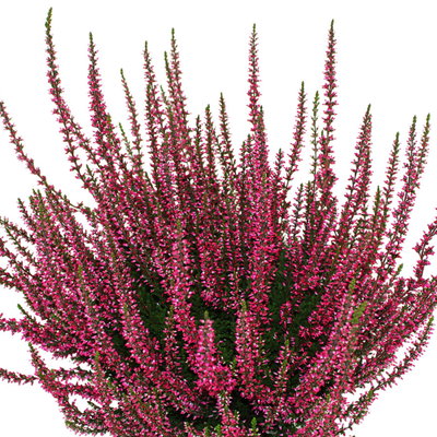 Knospenheide, rot, Topf-Ø 17 cm, 3 Pflanzen Knospenheide, rot, Topf-Ø 17 cm, 3 Pflanzen